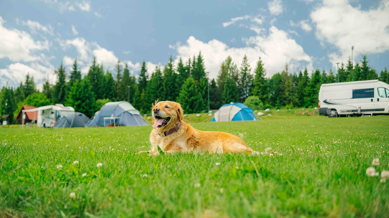 Domáci miláčikovia